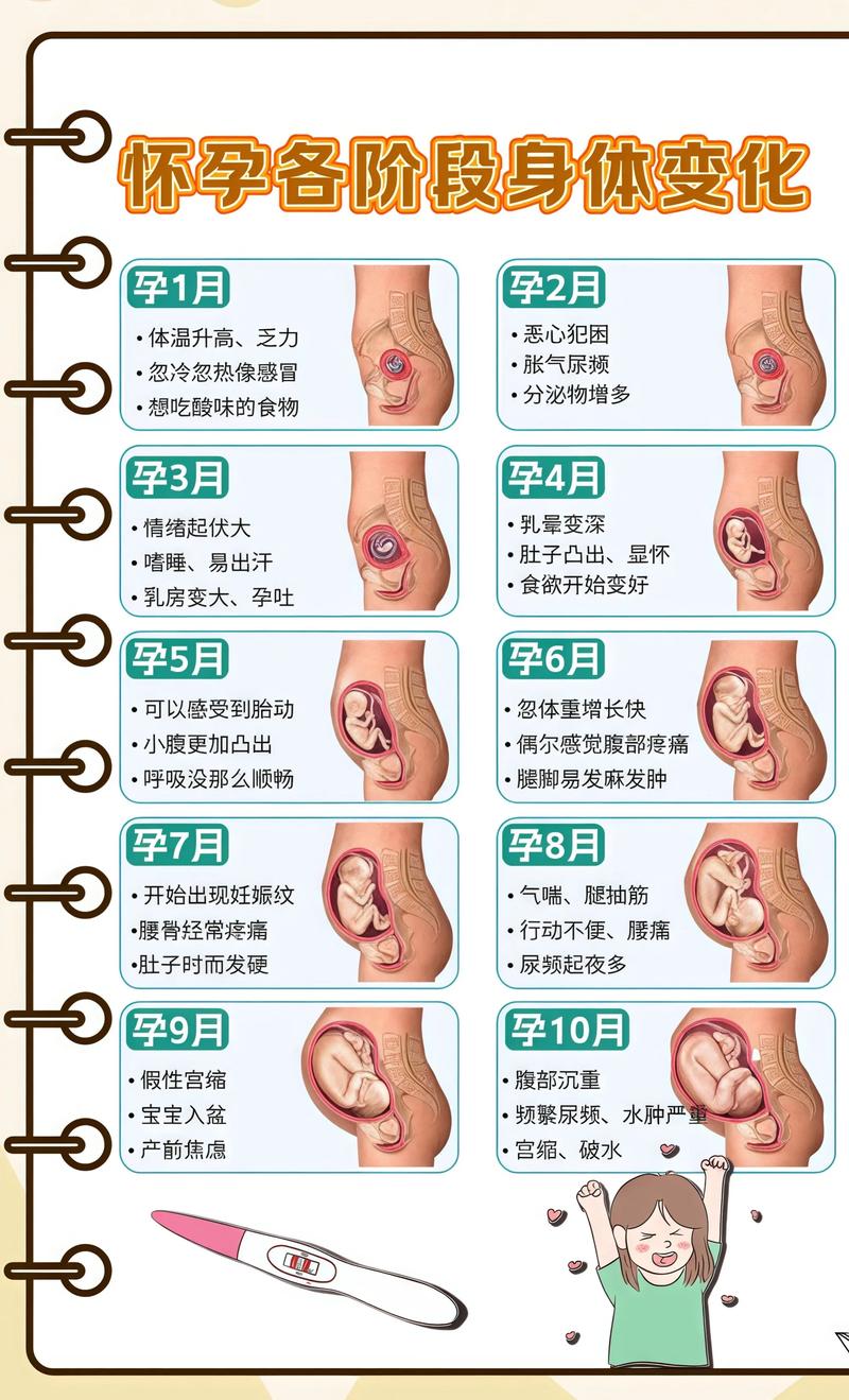 揭秘供卵代孕妈妈怀孕小腹分两节，孕期变化的奥秘徐州代生机构: